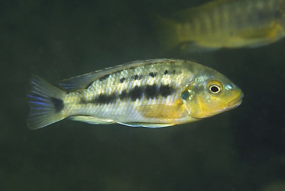 Pseudotropheus brevis 'Boadzulu Island'